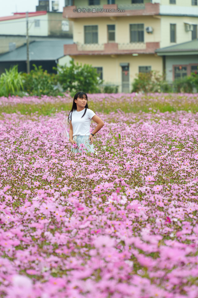 美濃花海,美濃,高雄花海,高雄波斯菊花海,高雄旅遊,高雄花田,波斯菊花海,百日草花海,向日葵花海