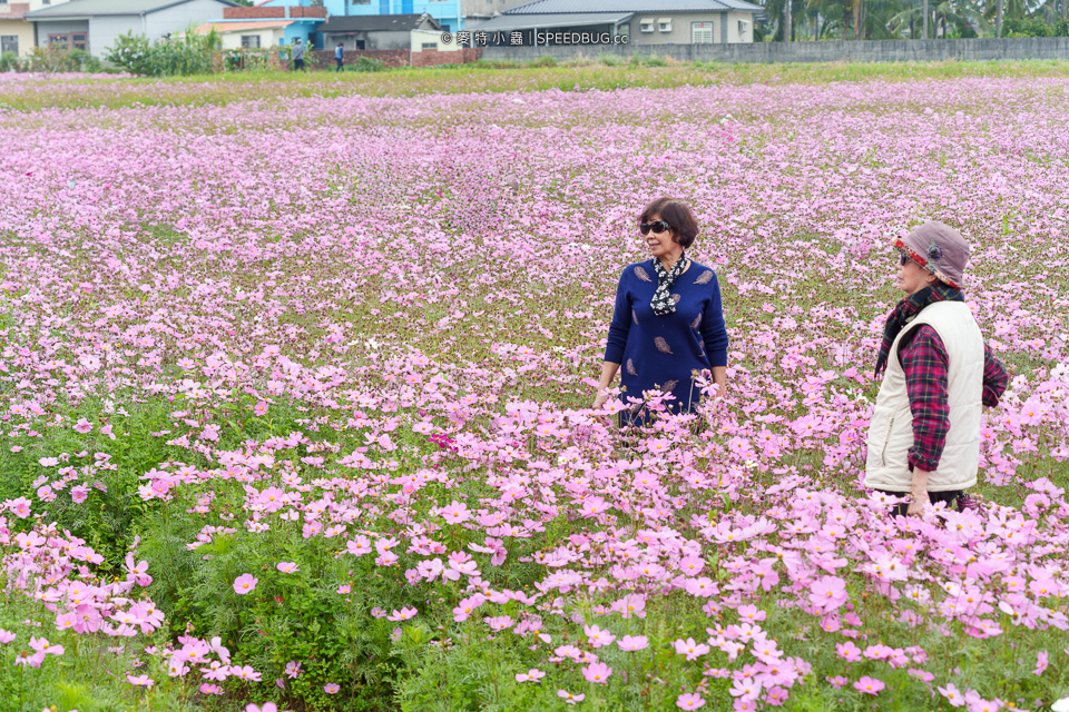 美濃花海,美濃,高雄花海,高雄波斯菊花海,高雄旅遊,高雄花田,波斯菊花海,百日草花海,向日葵花海