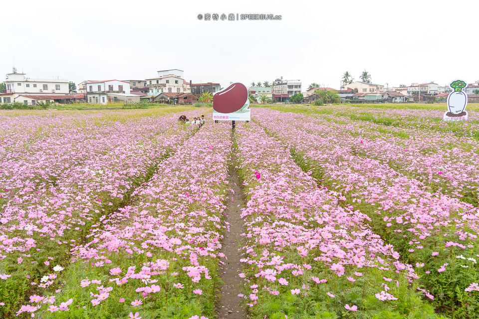 美濃花海,美濃,高雄花海,高雄波斯菊花海,高雄旅遊,高雄花田,波斯菊花海,百日草花海,向日葵花海