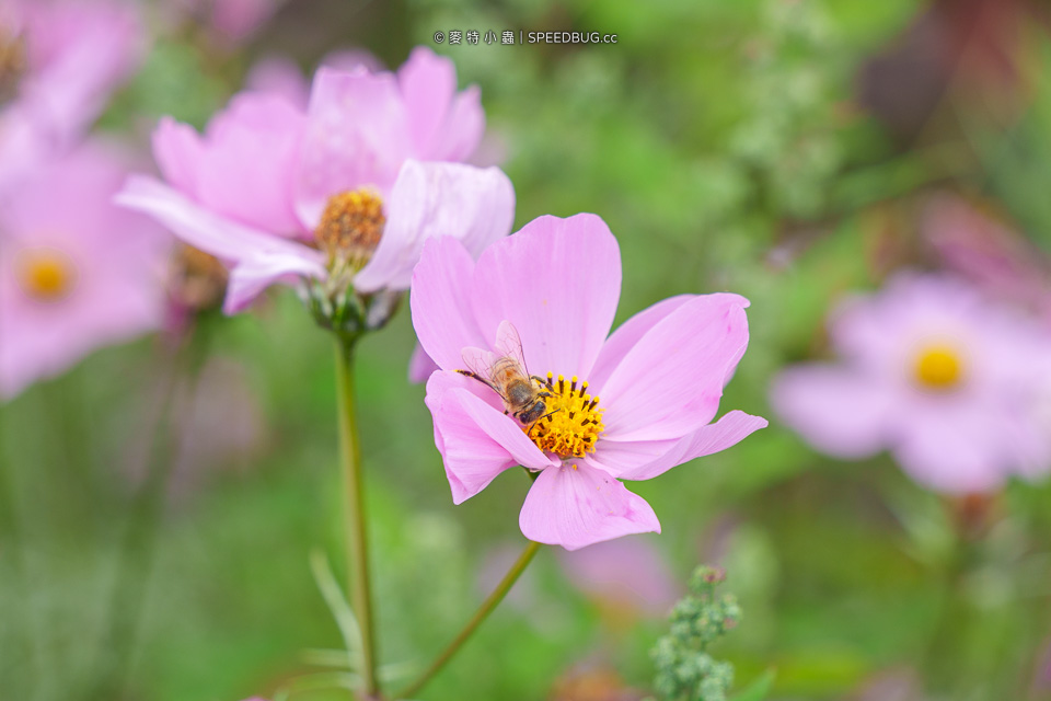 美濃花海,美濃,高雄花海,高雄波斯菊花海,高雄旅遊,高雄花田,波斯菊花海,百日草花海,向日葵花海