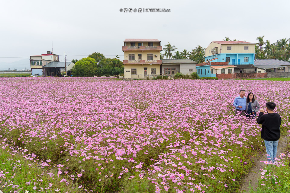 美濃花海,美濃,高雄花海,高雄波斯菊花海,高雄旅遊,高雄花田,波斯菊花海,百日草花海,向日葵花海