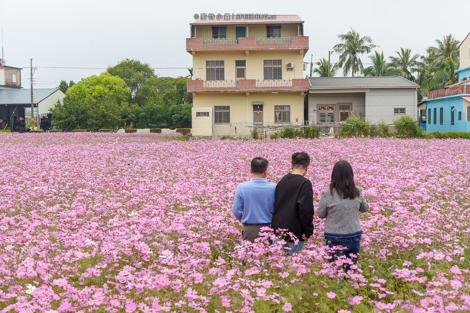 美濃花海,美濃,高雄花海,高雄波斯菊花海,高雄旅遊,高雄花田,波斯菊花海,百日草花海,向日葵花海