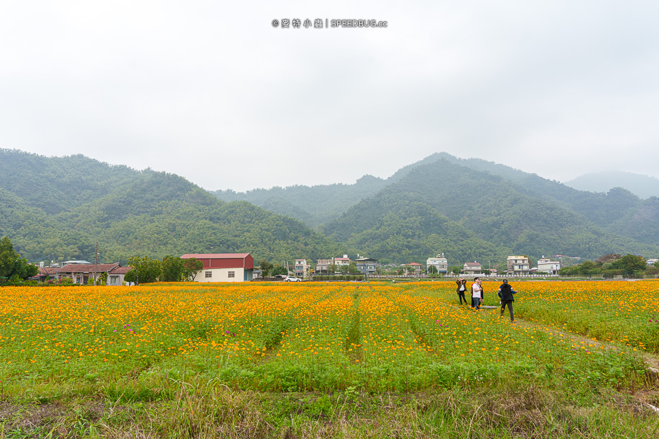 美濃花海,美濃,高雄花海,高雄波斯菊花海,高雄旅遊,高雄花田,波斯菊花海,百日草花海,向日葵花海