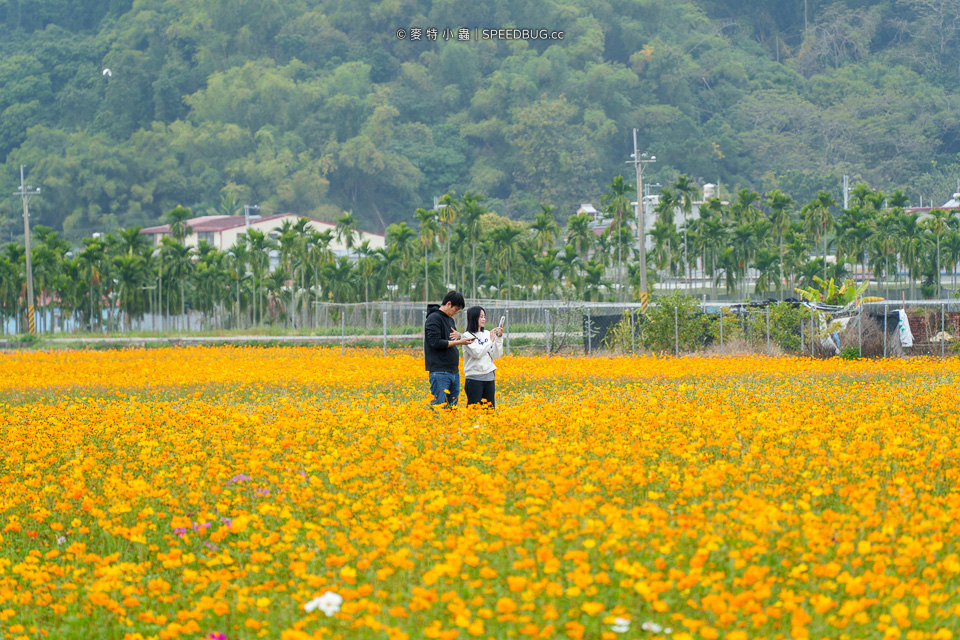 美濃花海,美濃,高雄花海,高雄波斯菊花海,高雄旅遊,高雄花田,波斯菊花海,百日草花海,向日葵花海