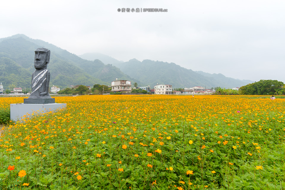 美濃花海,美濃,高雄花海,高雄波斯菊花海,高雄旅遊,高雄花田,波斯菊花海,百日草花海,向日葵花海