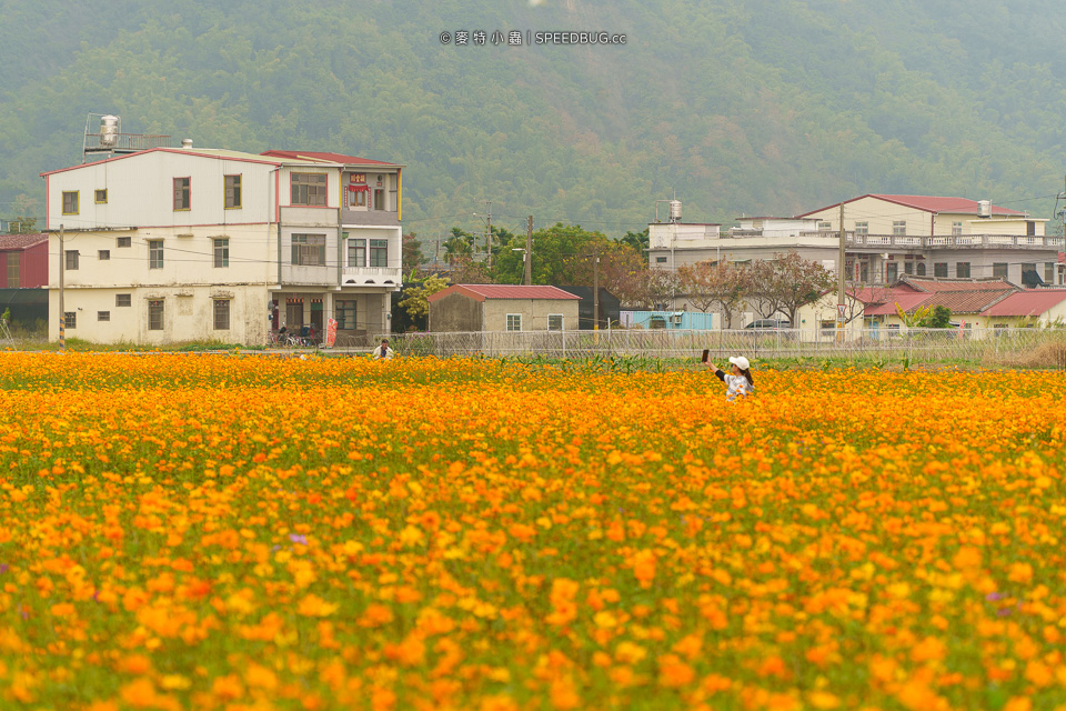 美濃花海,美濃,高雄花海,高雄波斯菊花海,高雄旅遊,高雄花田,波斯菊花海,百日草花海,向日葵花海