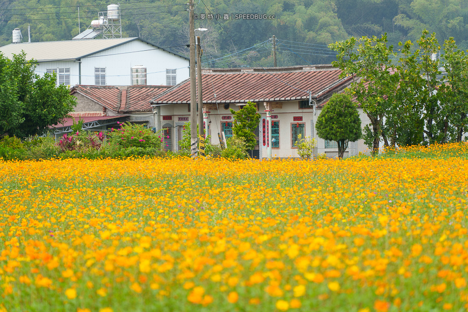 美濃花海,美濃,高雄花海,高雄波斯菊花海,高雄旅遊,高雄花田,波斯菊花海,百日草花海,向日葵花海