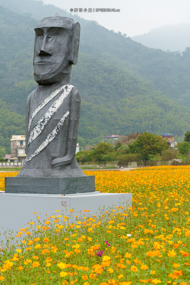 美濃花海,美濃,高雄花海,高雄波斯菊花海,高雄旅遊,高雄花田,波斯菊花海,百日草花海,向日葵花海