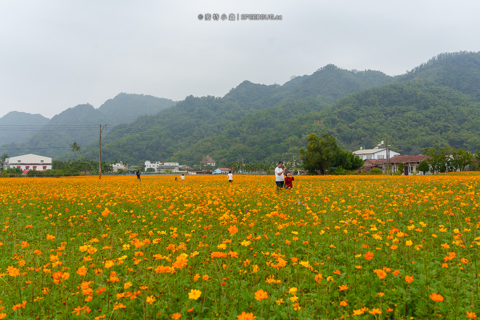 美濃花海,美濃,高雄花海,高雄波斯菊花海,高雄旅遊,高雄花田,波斯菊花海,百日草花海,向日葵花海