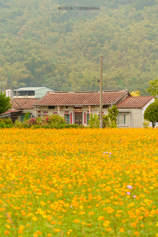 美濃花海,美濃,高雄花海,高雄波斯菊花海,高雄旅遊,高雄花田,波斯菊花海,百日草花海,向日葵花海