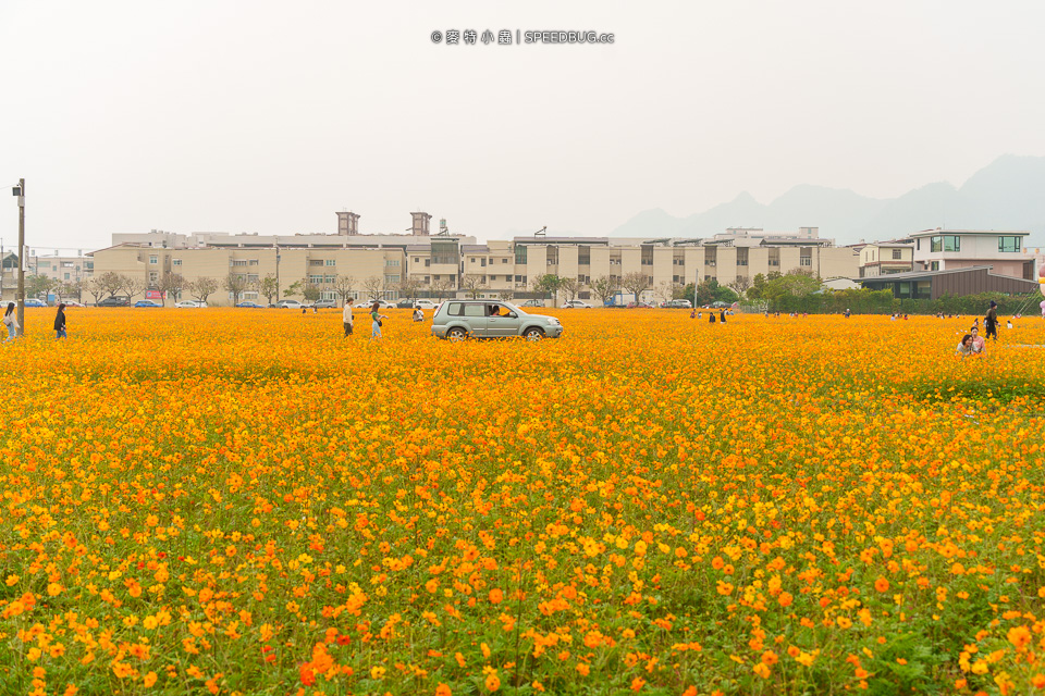 美濃花海,美濃,高雄花海,高雄波斯菊花海,高雄旅遊,高雄花田,波斯菊花海,百日草花海,向日葵花海