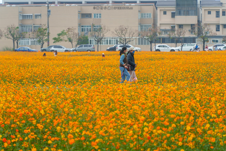 美濃花海,美濃,高雄花海,高雄波斯菊花海,高雄旅遊,高雄花田,波斯菊花海,百日草花海,向日葵花海