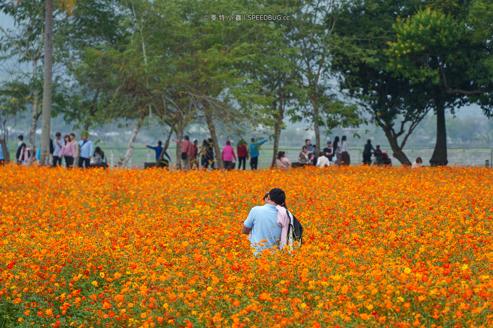 美濃花海,美濃,高雄花海,高雄波斯菊花海,高雄旅遊,高雄花田,波斯菊花海,百日草花海,向日葵花海