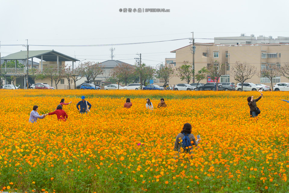 美濃花海,美濃,高雄花海,高雄波斯菊花海,高雄旅遊,高雄花田,波斯菊花海,百日草花海,向日葵花海