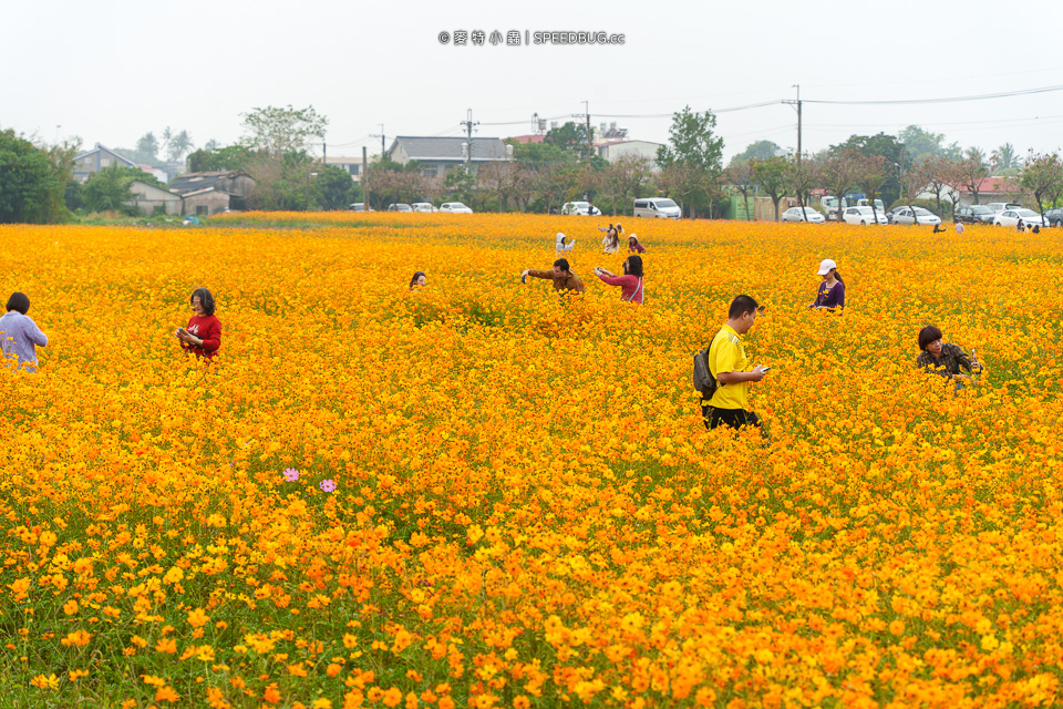 美濃花海,美濃,高雄花海,高雄波斯菊花海,高雄旅遊,高雄花田,波斯菊花海,百日草花海,向日葵花海