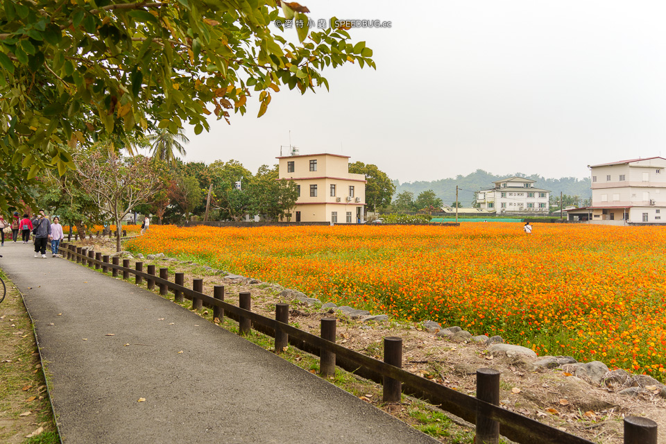 美濃花海,美濃,高雄花海,高雄波斯菊花海,高雄旅遊,高雄花田,波斯菊花海,百日草花海,向日葵花海