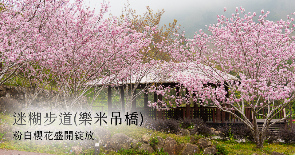 嘉義CHIAYI,嘉義景點,阿里山,阿里山景點 @小蟲記事簿