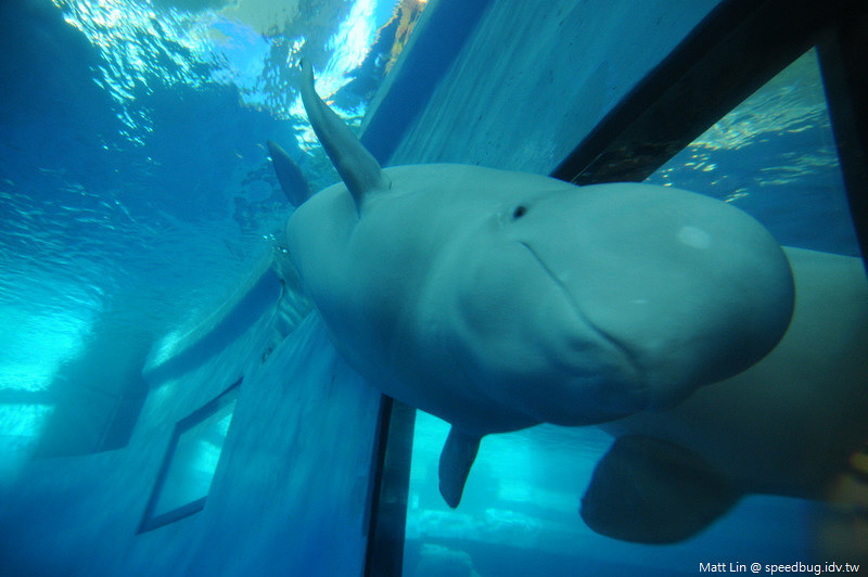 墾丁景點,屏東PINGTUNG,屏東景點,恆春,恆春墾丁,恆春景點,旅遊 @小蟲記事簿