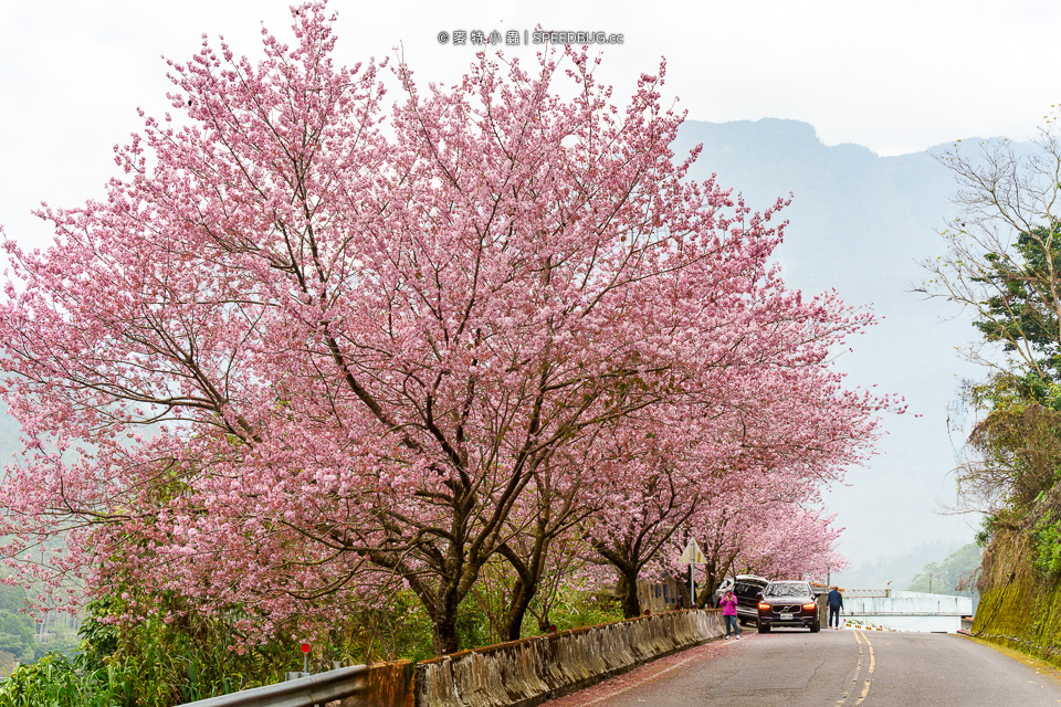 阿里山櫻花,2025櫻花,2025阿里山櫻花,太和橋櫻花,許媽媽櫻花,迷糊步道櫻花,中興製茶所,中興製茶廠,中興製茶所櫻花,中興製茶廠櫻花,半天岩紫雲寺