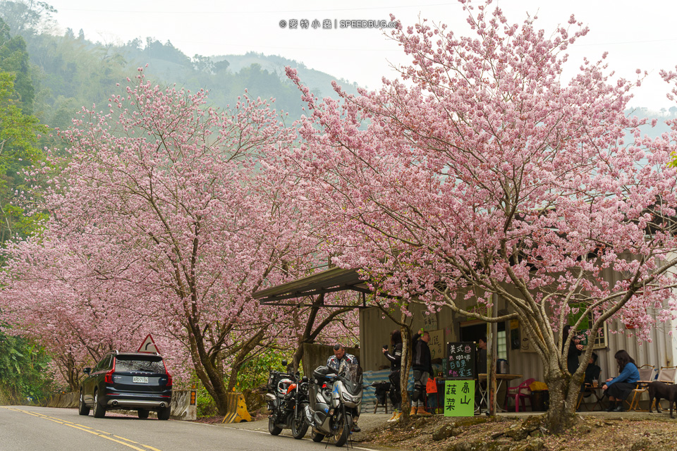 阿里山櫻花,2025櫻花,2025阿里山櫻花,太和橋櫻花,許媽媽櫻花,迷糊步道櫻花,中興製茶所,中興製茶廠,中興製茶所櫻花,中興製茶廠櫻花,半天岩紫雲寺