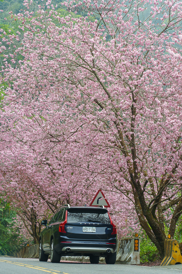 許媽媽櫻花,太和橋櫻花,阿里山櫻花,阿里山賞櫻,嘉義櫻花,嘉義賞櫻,嘉義梅山太和橋,來吉部落,台149甲,台149甲線,149甲