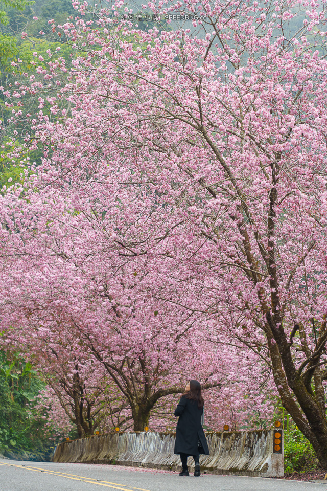 許媽媽櫻花,太和橋櫻花,阿里山櫻花,阿里山賞櫻,嘉義櫻花,嘉義賞櫻,嘉義梅山太和橋,來吉部落,台149甲,台149甲線,149甲