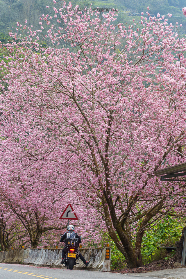 許媽媽櫻花,太和橋櫻花,阿里山櫻花,阿里山賞櫻,嘉義櫻花,嘉義賞櫻,嘉義梅山太和橋,來吉部落,台149甲,台149甲線,149甲