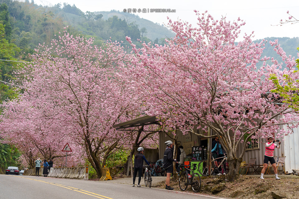 許媽媽櫻花,太和橋櫻花,阿里山櫻花,阿里山賞櫻,嘉義櫻花,嘉義賞櫻,嘉義梅山太和橋,來吉部落,台149甲,台149甲線,149甲