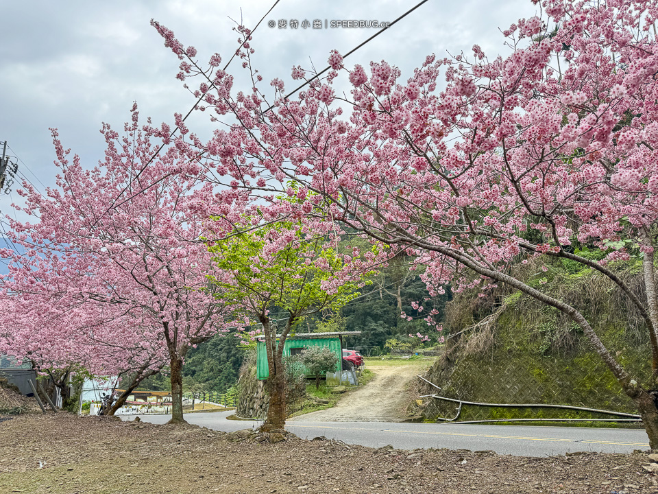 許媽媽櫻花,太和橋櫻花,阿里山櫻花,阿里山賞櫻,嘉義櫻花,嘉義賞櫻,嘉義梅山太和橋,來吉部落,台149甲,台149甲線,149甲