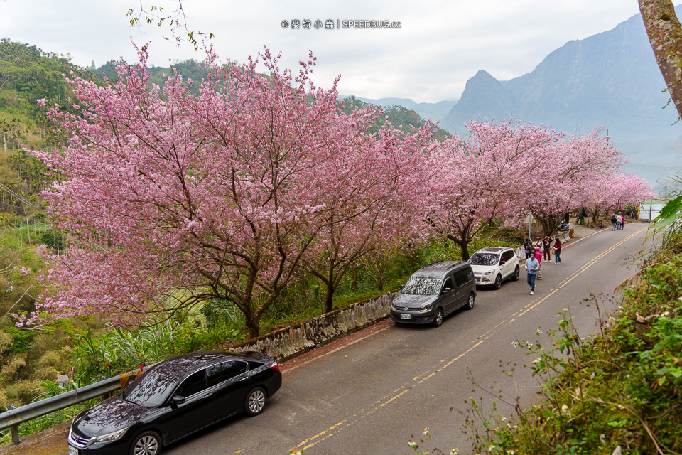 許媽媽櫻花,太和橋櫻花,阿里山櫻花,阿里山賞櫻,嘉義櫻花,嘉義賞櫻,嘉義梅山太和橋,來吉部落,台149甲,台149甲線,149甲