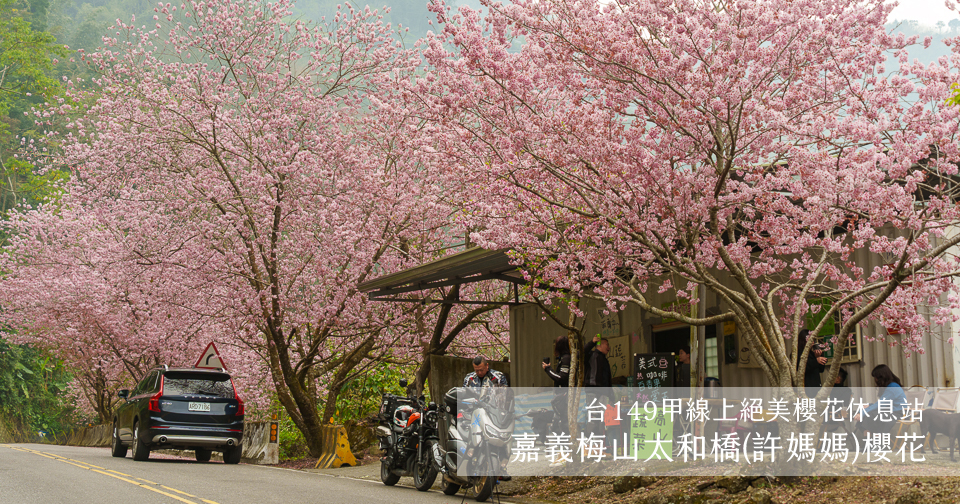 延伸閱讀：阿里山賞櫻｜嘉義梅山太和橋櫻花(許媽媽櫻花)．台149甲線上絕美櫻花休息站